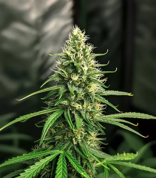 Roślina odmiany Amnesia Haze Auto – zdjęcie 3
