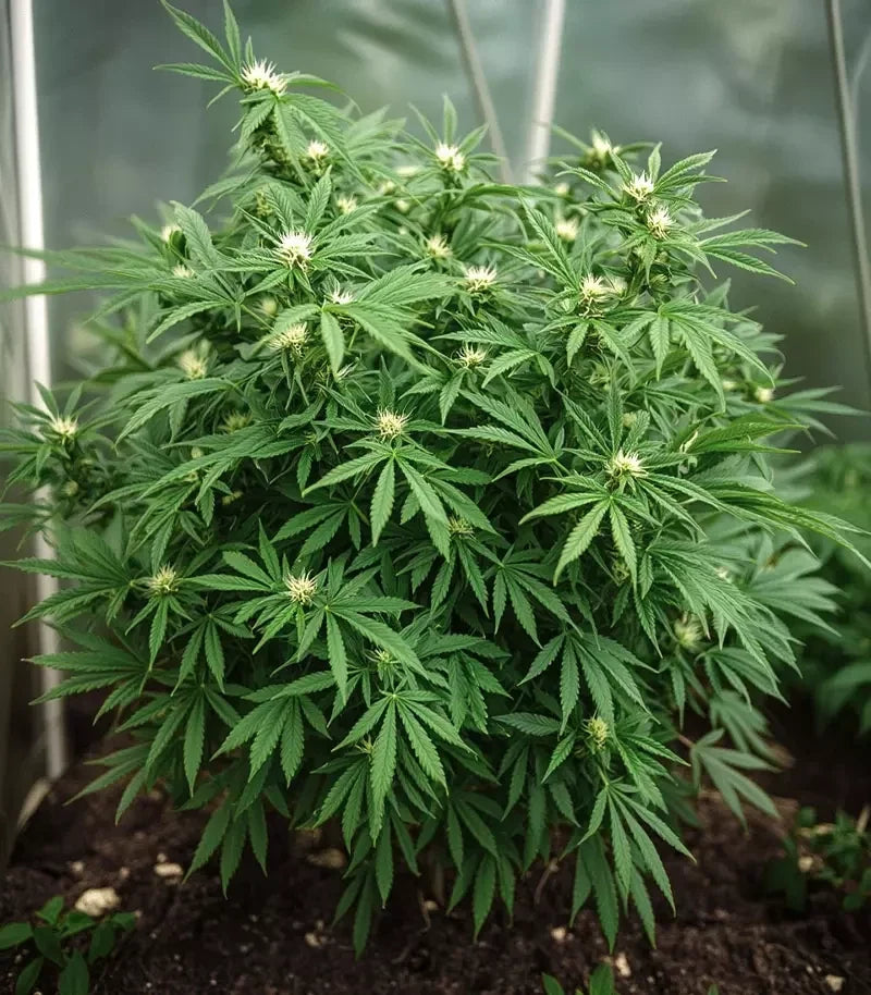 Roślina odmiany Amnesia Haze Auto – zdjęcie 5