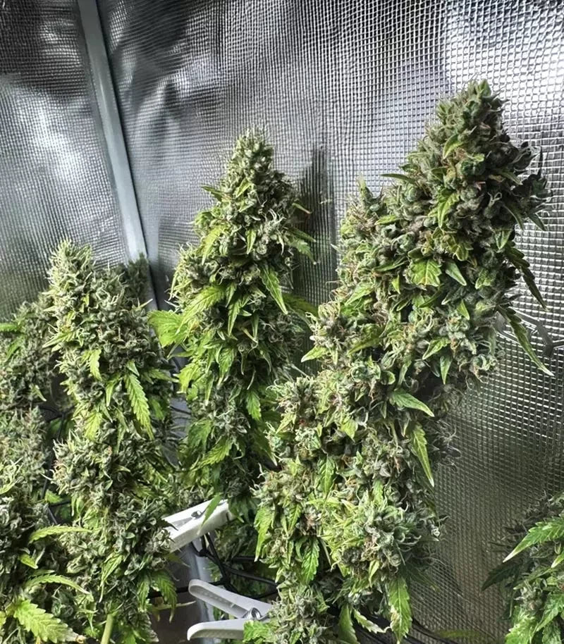Roślina odmiany Amnesia Haze Auto – zdjęcie 7