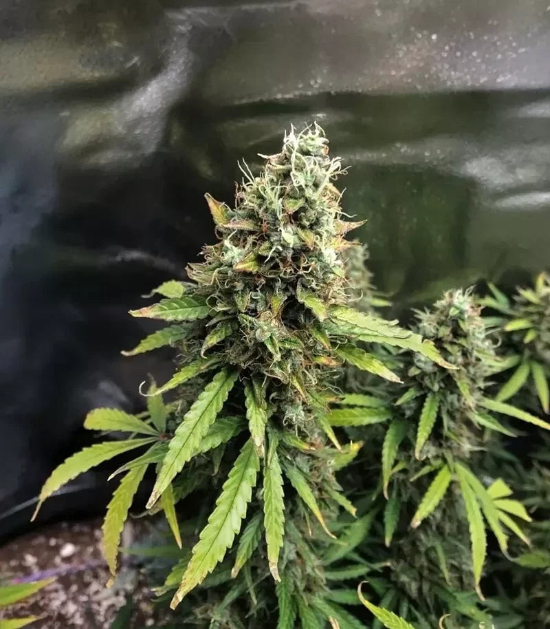 Roślina odmiany Amnesia Haze Auto – zdjęcie 8