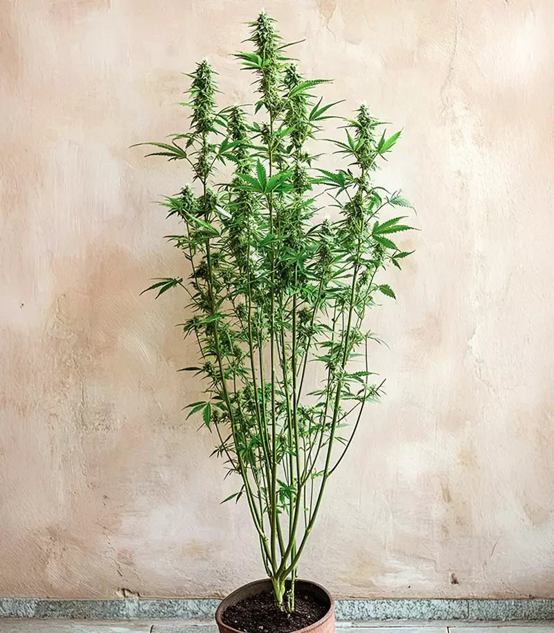 Roślina odmiany Amnesia Haze Auto – zdjęcie 4