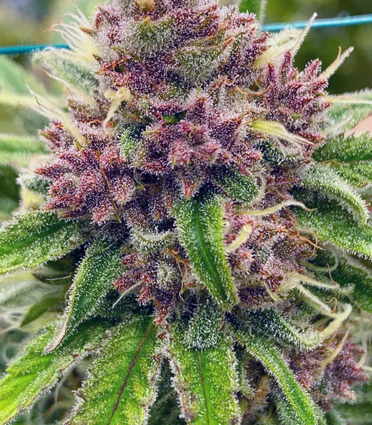 Roślina odmiany Black Cherry Punch – zdjęcie 3