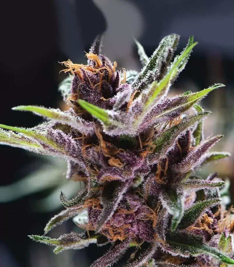 Roślina odmiany Black Cherry Punch – zdjęcie 4
