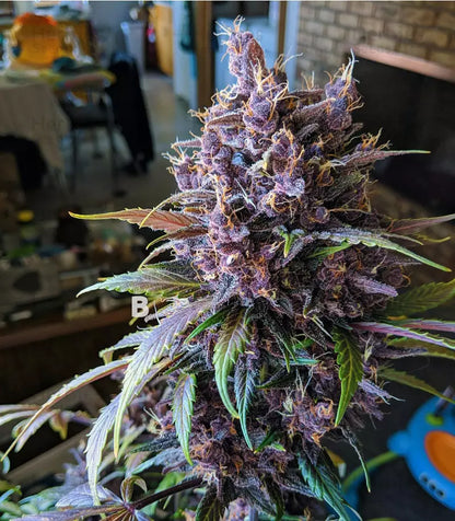 Roślina odmiany Black Cherry Punch – zdjęcie 5