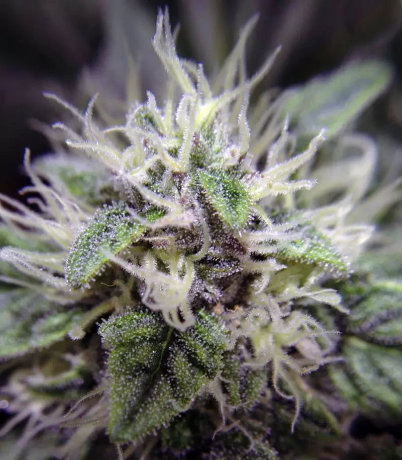 Roślina odmiany Blue Dream – Blimburn Seeds – zdjęcie 3