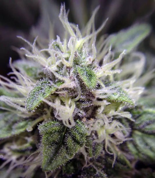 Roślina odmiany Blue Dream – Blimburn Seeds – zdjęcie 3