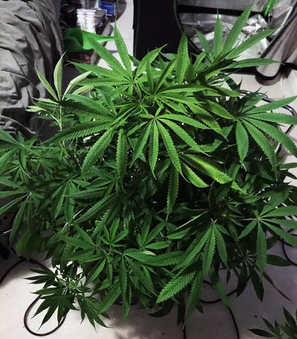 Roślina odmiany Blue Dream – Blimburn Seeds – zdjęcie 4
