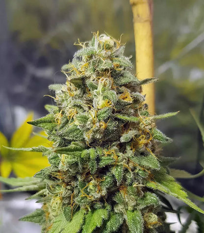 Roślina odmiany Blue Gelato 41 – zdjęcie 3