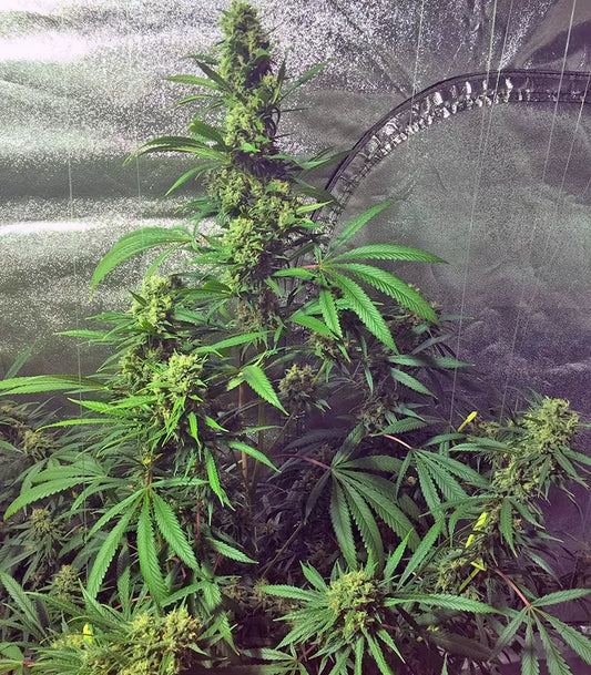 Roślina odmiany Cookies Kush – zdjęcie 3