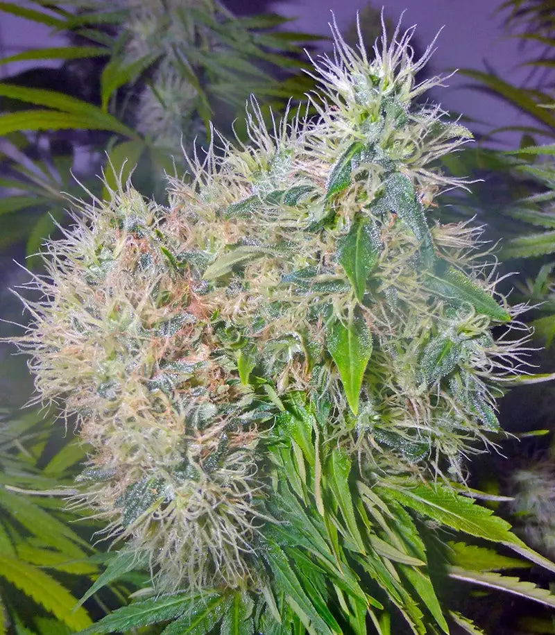 Roślina odmiany Cookies Kush – zdjęcie 4