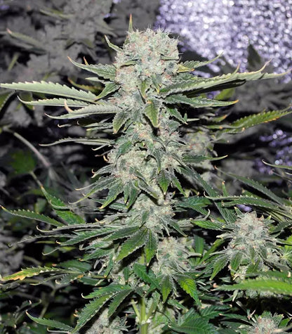 Roślina odmiany Critical Kush – zdjęcie 3