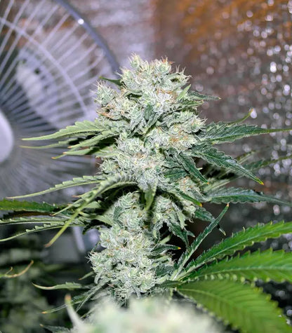 Roślina odmiany Critical Kush – zdjęcie 4