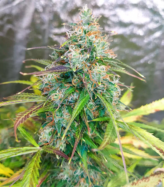 Roślina odmiany GG#4 Original Glue Auto – zdjęcie 3