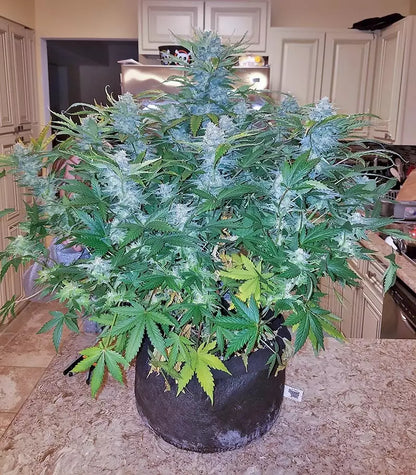 Roślina odmiany Girl Scout Cookies Auto – Fast Buds – zdjęcie 3
