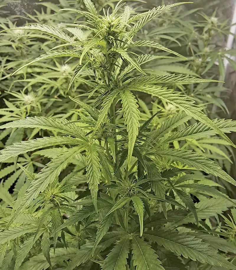 Roślina odmiany Girl Scout Cookies Auto – Fast Buds – zdjęcie 4