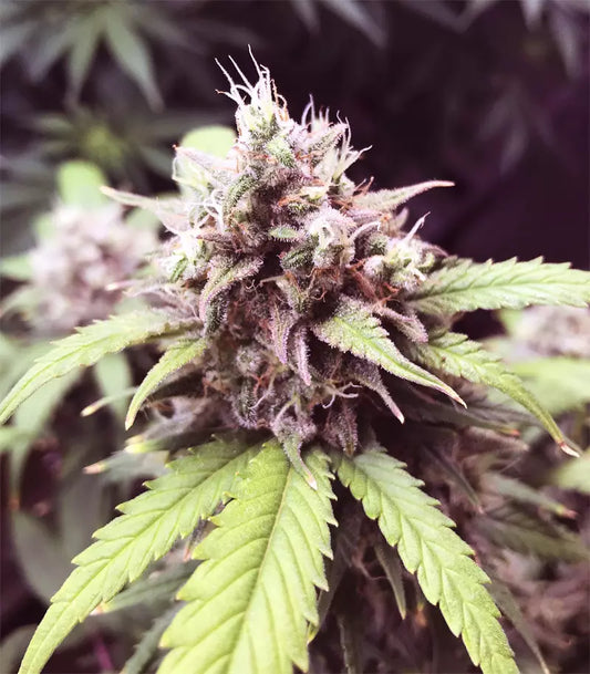 Roślina odmiany Gorilla Cookies Auto – Fast Buds – zdjęcie 3