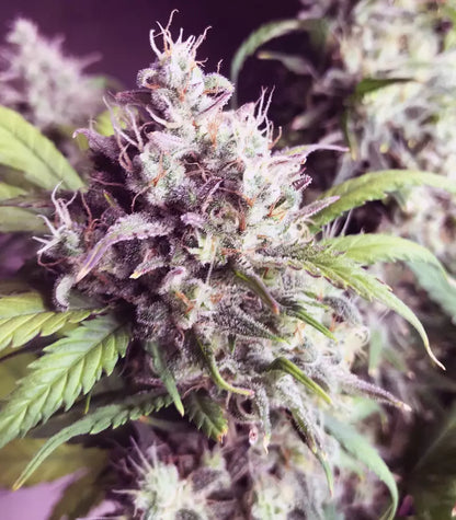 Roślina odmiany Gorilla Cookies Auto – Fast Buds – zdjęcie 4