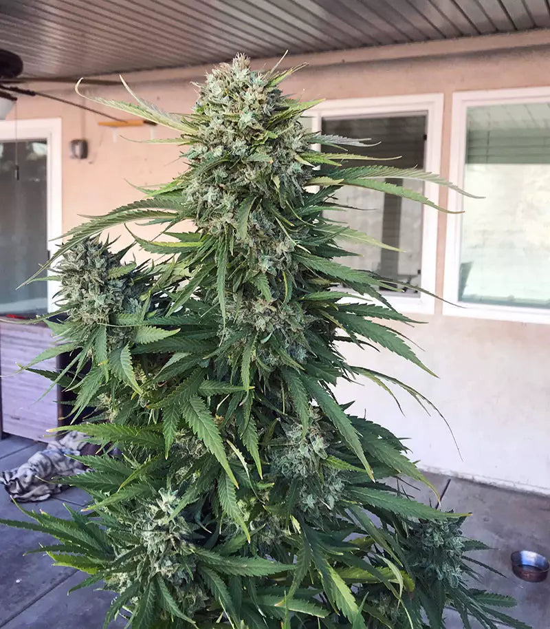 Roślina odmiany Granddaddy Purple – zdjęcie 3
