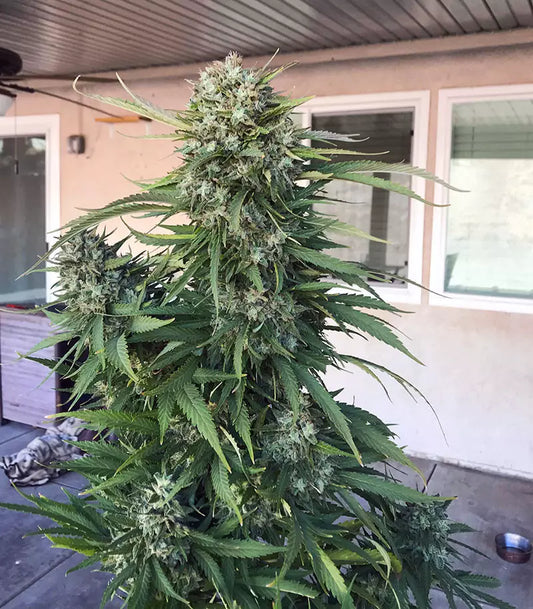 Roślina odmiany Granddaddy Purple – zdjęcie 3