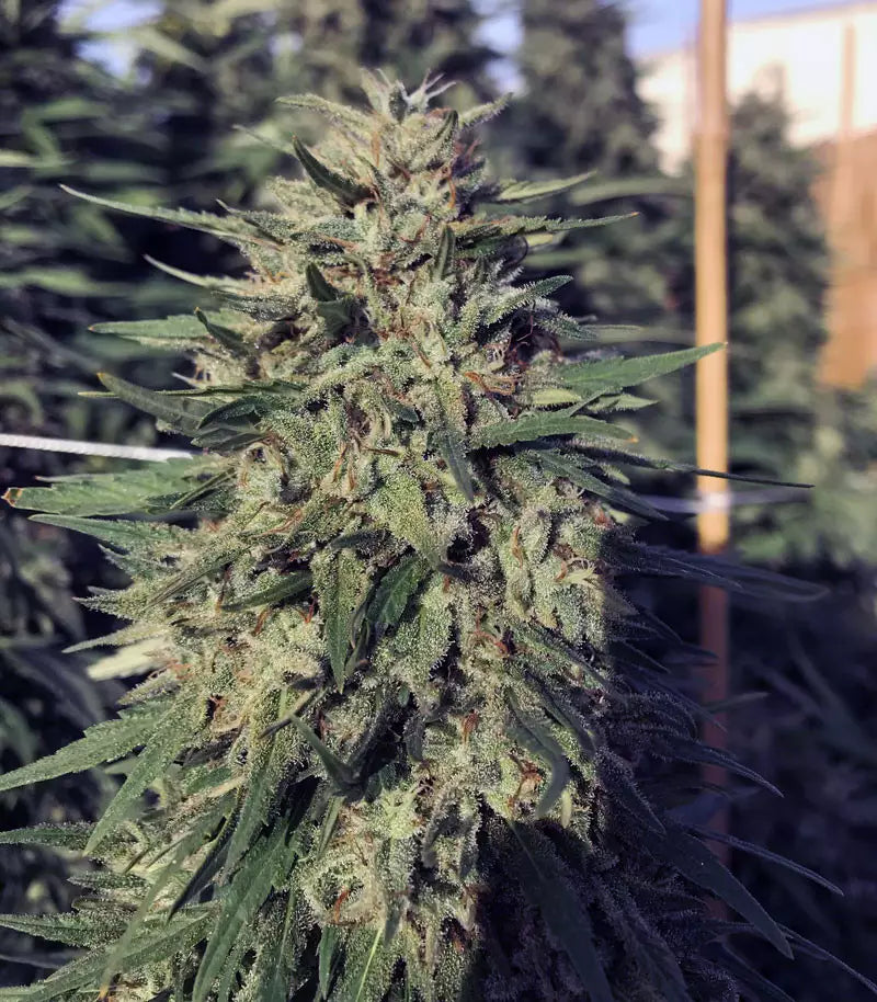Roślina odmiany Granddaddy Purple – zdjęcie 4