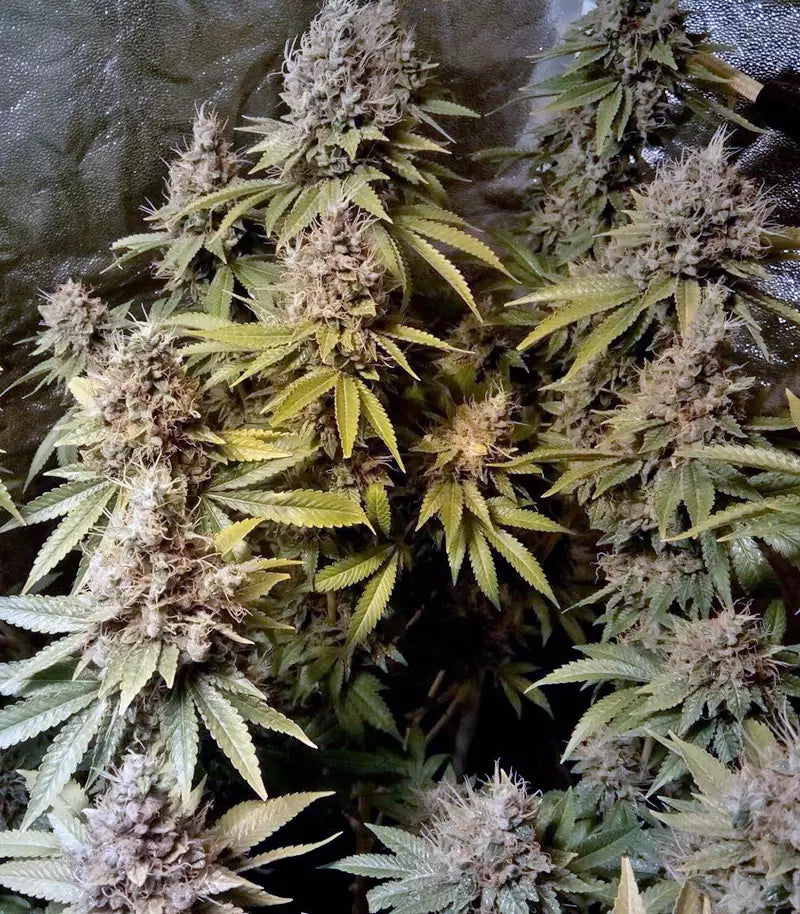 Roślina odmiany LSD – Barney's Farm – zdjęcie 3