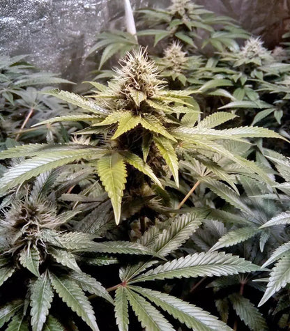 Roślina odmiany LSD – Barney's Farm – zdjęcie 4