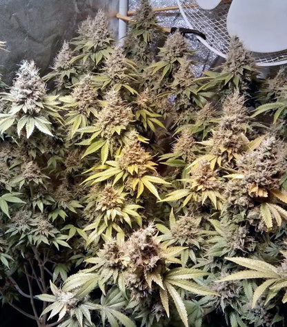 Roślina odmiany LSD – Barney's Farm – zdjęcie 5