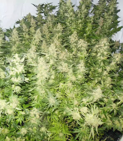 Roślina odmiany Mother Gorilla (Royal Madre) – zdjęcie 4