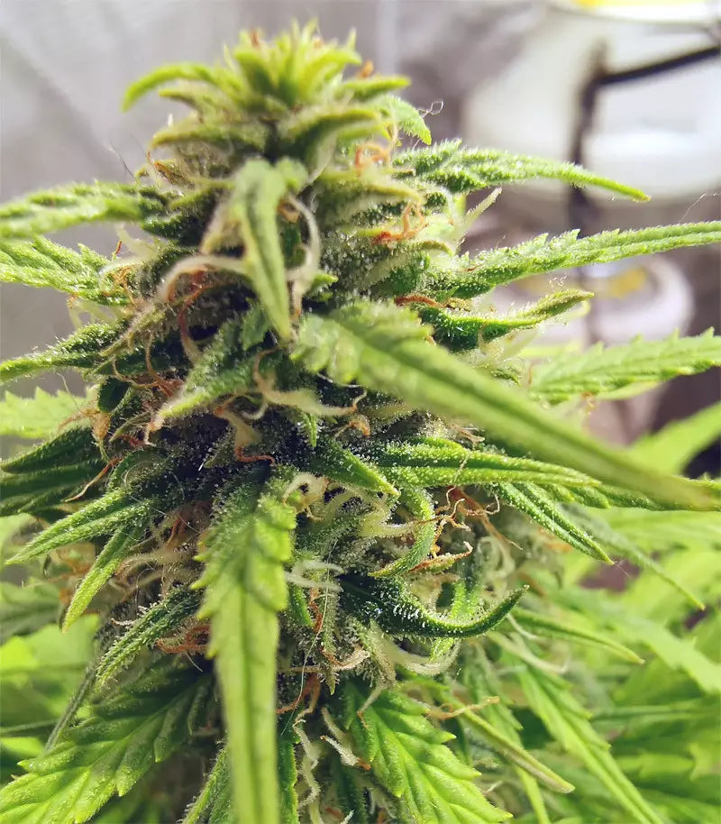 Roślina odmiany Orange Sherbet Auto – zdjęcie 4