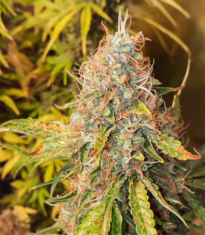 Roślina odmiany Original Auto Jack Herer – zdjęcie 3