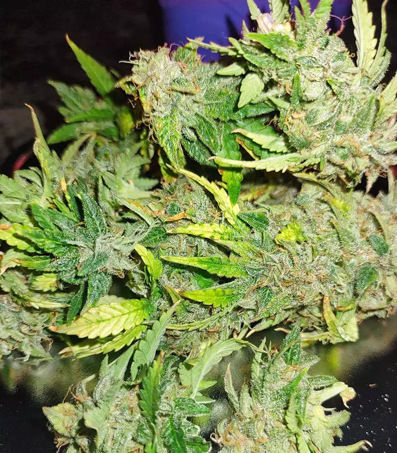 Roślina odmiany Original Auto Sour Diesel – zdjęcie 7