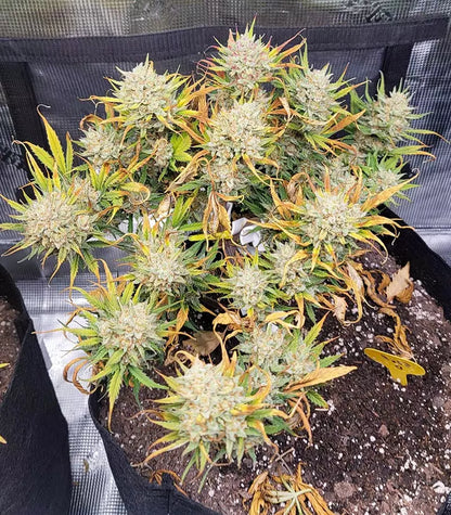 Roślina odmiany Original Auto Sour Diesel – zdjęcie 8