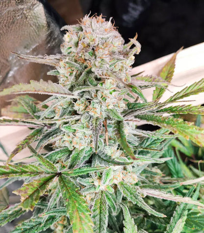 Roślina odmiany Original Auto Sour Diesel – zdjęcie 9