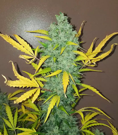 Roślina odmiany Original Auto Sour Diesel – zdjęcie 6