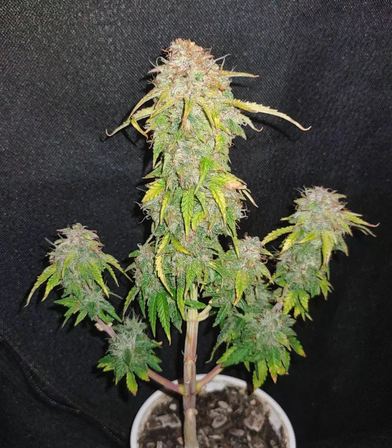 Roślina odmiany Original Auto Sour Diesel – zdjęcie 3