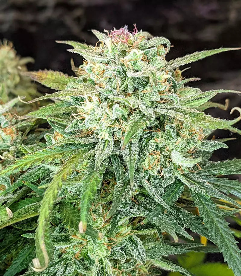 Roślina odmiany Original Auto Sour Diesel – zdjęcie 4