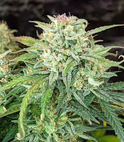 Roślina odmiany Original Auto Sour Diesel – zdjęcie 4