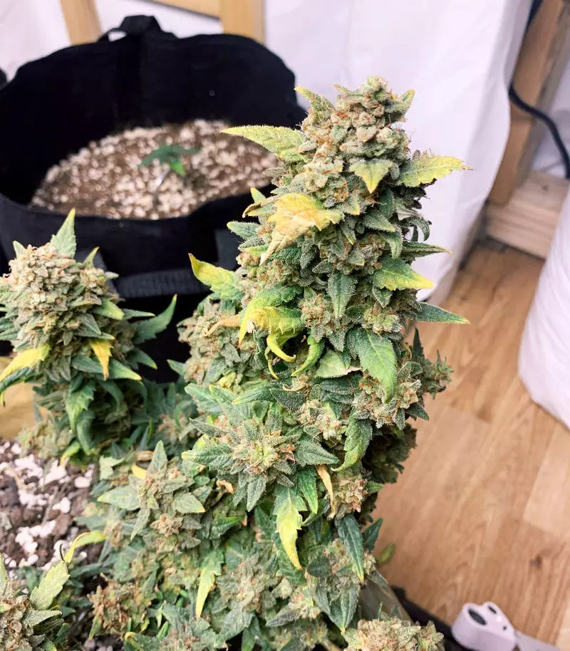 Roślina odmiany Original Auto Sour Diesel – zdjęcie 5