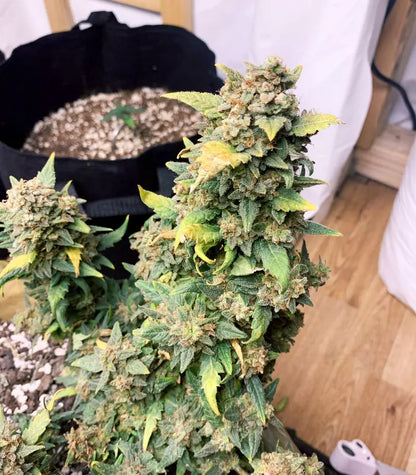 Roślina odmiany Original Auto Sour Diesel – zdjęcie 5