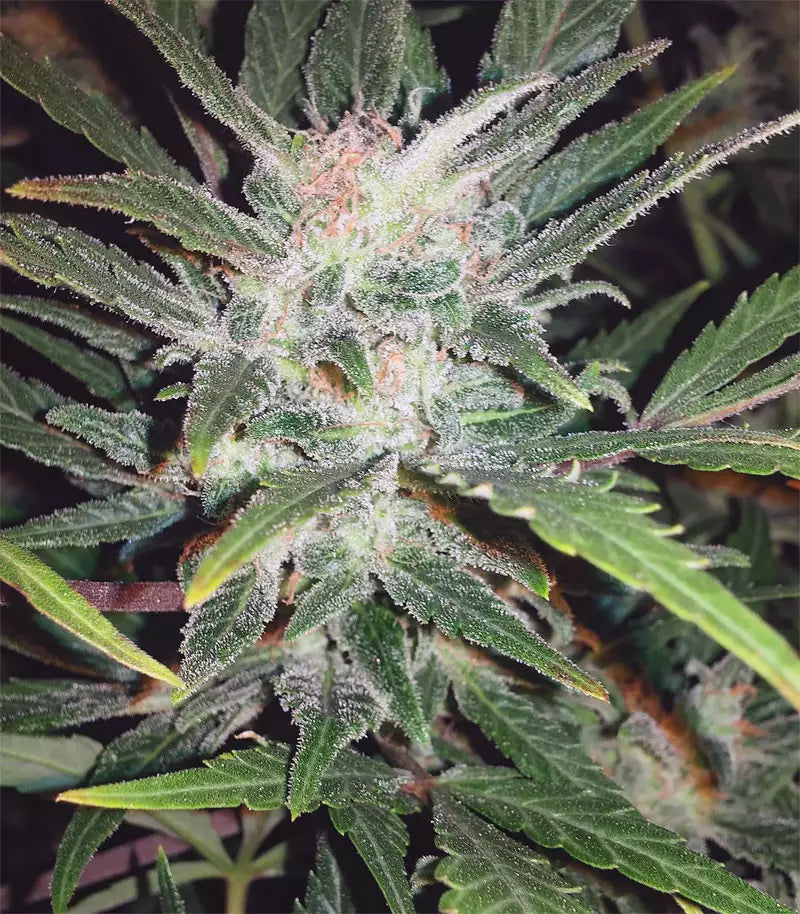 Roślina odmiany Original Auto White Widow – zdjęcie 3