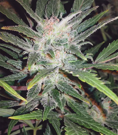 Roślina odmiany Original Auto White Widow – zdjęcie 3