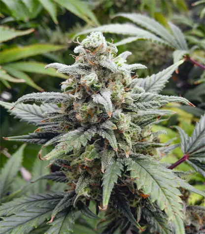 Roślina odmiany Original Auto White Widow – zdjęcie 4