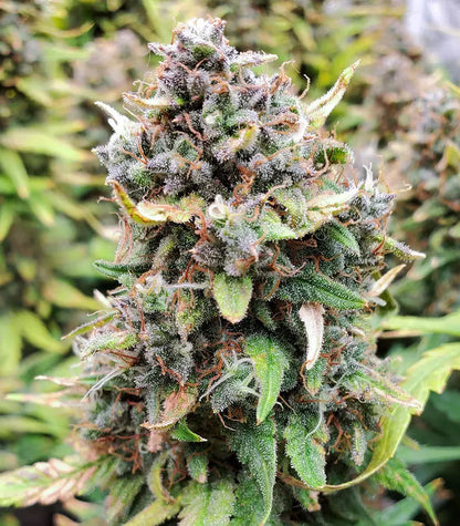 Roślina odmiany Original Big Bud Auto – zdjęcie 3