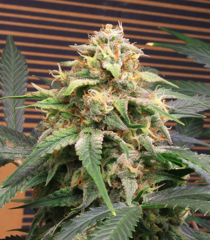 Roślina odmiany Original Big Bud Auto – zdjęcie 4