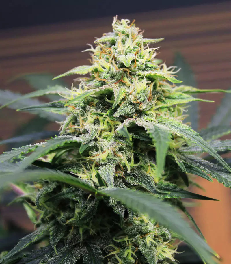 Roślina odmiany Original Big Bud Auto – zdjęcie 5