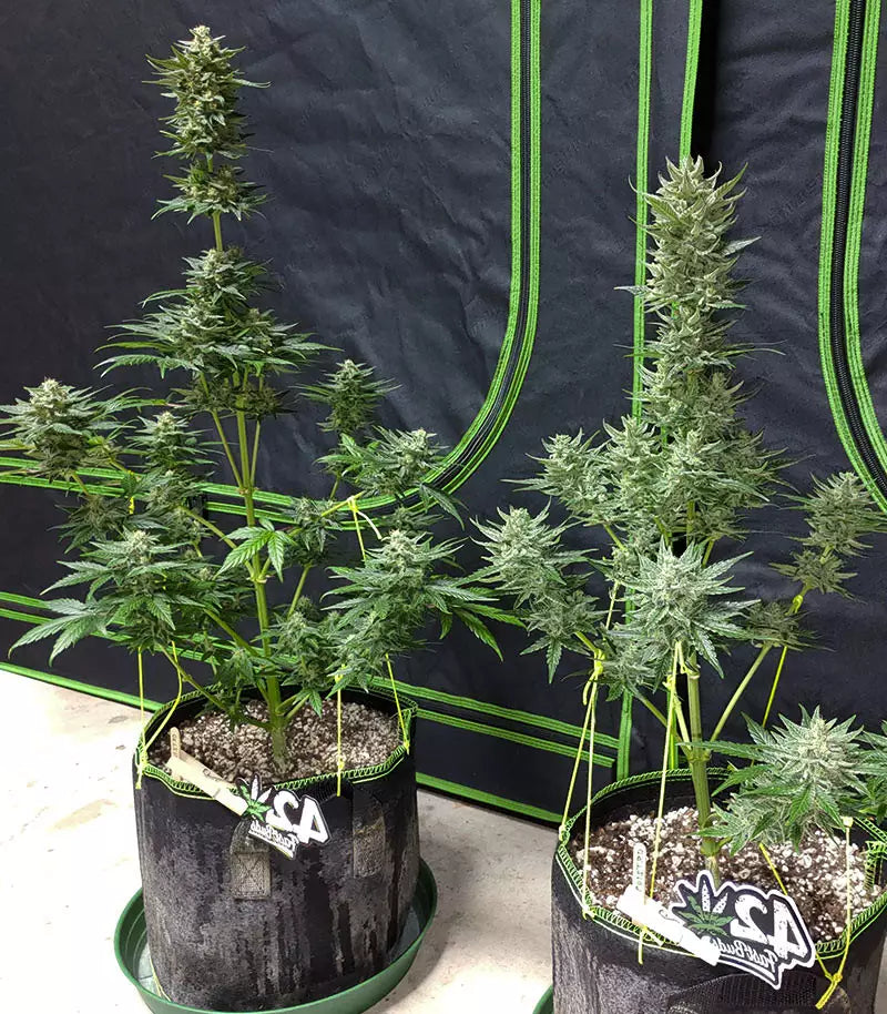 Roślina odmiany Original Big Bud Auto – zdjęcie 6