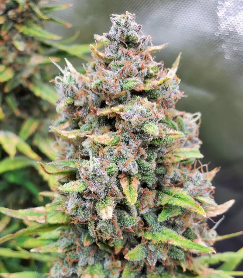 Roślina odmiany Original Big Bud Auto – zdjęcie 7