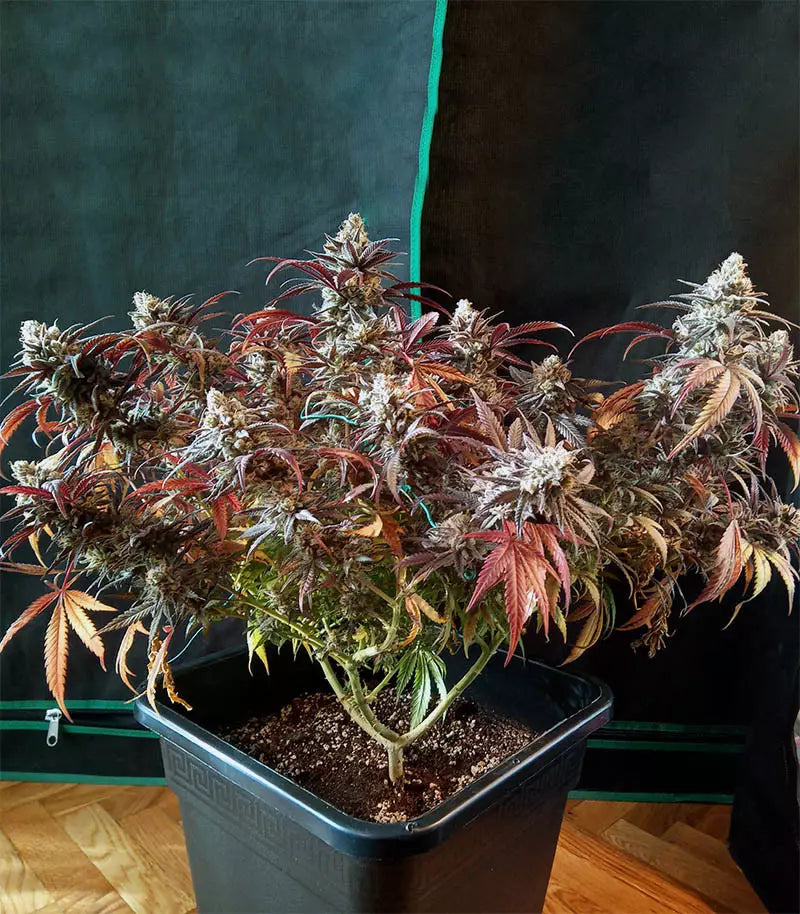 Roślina odmiany Peyote Critical – zdjęcie 3