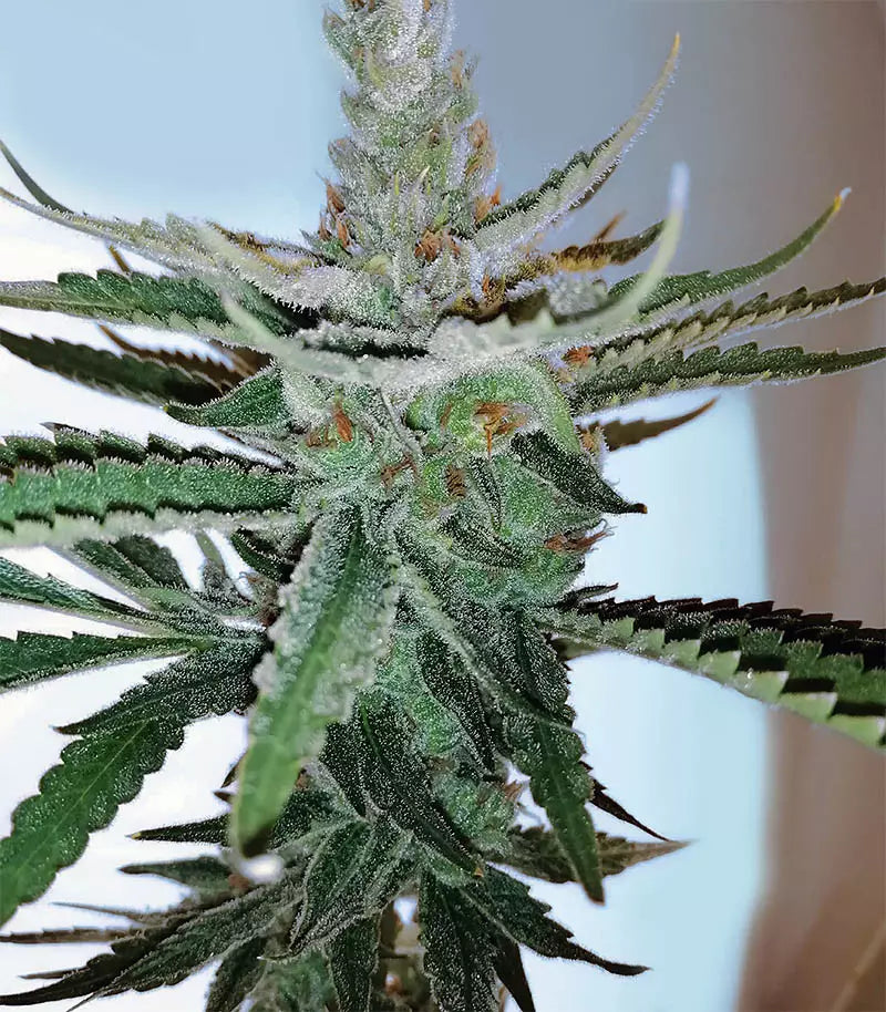 Roślina odmiany Pineapple Chunk – zdjęcie 6