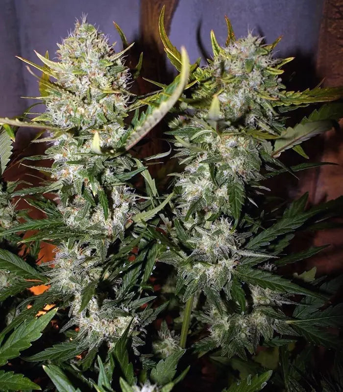 Roślina odmiany Pineapple Express Auto – Fast Buds – zdjęcie 3